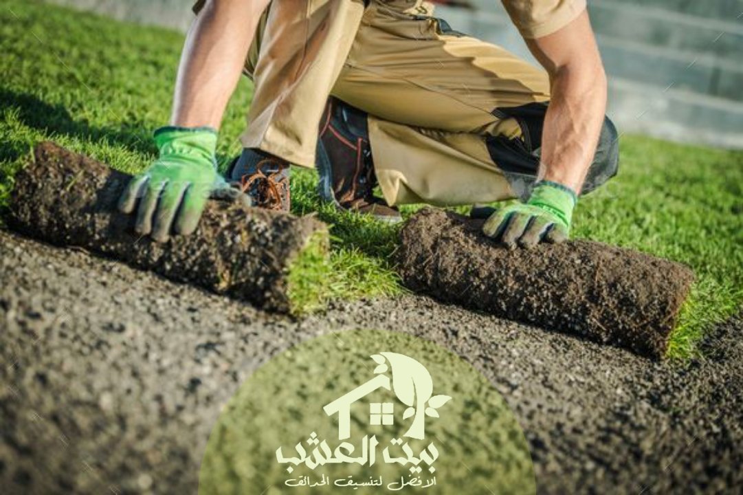 زراعة العشب الطبيعي